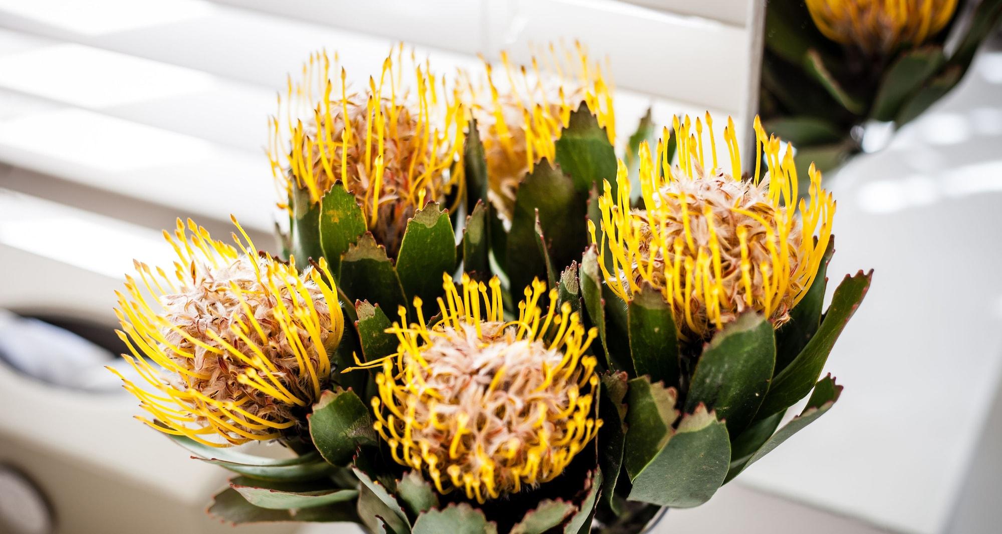 The Walden House 4* Cape Town